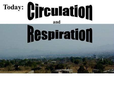 Today: and. CB 42.5 Mammals have two ciculatory circuits: pulmonary and systemic.