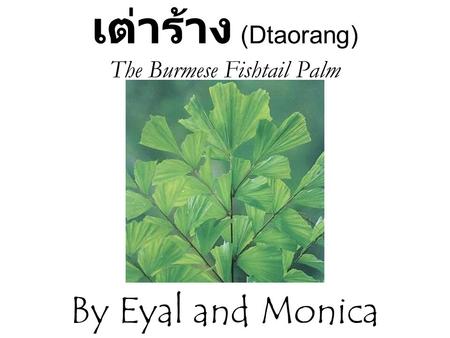 เต่าร้าง (Dtaorang) The Burmese Fishtail Palm By Eyal and Monica.