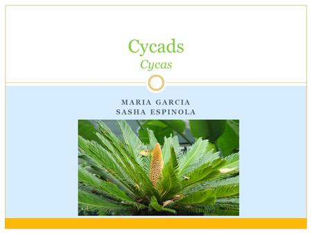 MARIA GARCIA SASHA ESPINOLA Cycads Cycas. Origins Appeared in fossil record during the Triassic period, 225 million years ago. Because cycads continue.