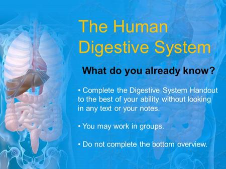 The Human Digestive System