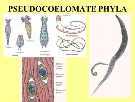 PSEUDOCOELOMATE PHYLA