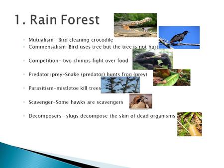 ◦ Mutualism- Bird cleaning crocodile ◦ Commensalism-Bird uses tree but the tree is not hurt ◦ Competition- two chimps fight over food ◦ Predator/prey-Snake.