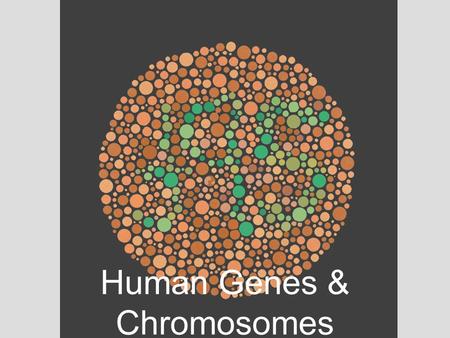 Human Genes & Chromosomes. Human Genetic Disorders Nondisjunction is a cause of some human genetic disorders –In nondisjunction, the members of a chromosome.