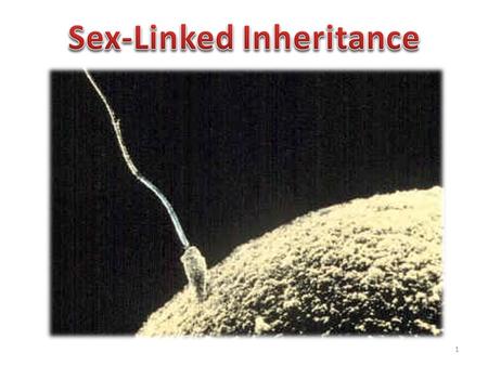 Sex-Linked Inheritance