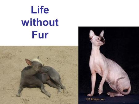 Life without Fur.