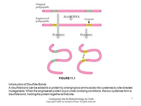 Companion site for Biotechnology. by Clark Copyright © 2009 by Academic Press. All rights reserved. 1 Introduction of Disulfide Bonds A disulfide bond.