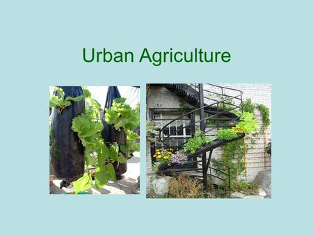 Urban Agriculture. What is it? The Cuban definition: all agricultural and animal production that occurs within cities or peripheries that receive direct.