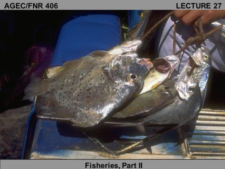 AGEC/FNR 406 LECTURE 27 Fisheries, Part II. Static-efficient sustained yield Gordon model (simplest approach) Goal: determine a catch level that provides.