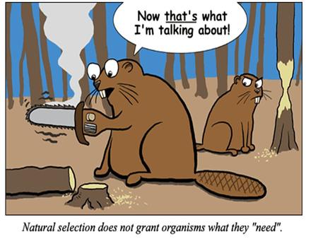 Out of our Chapter 5 “Evolution by Random Processes” category - Which explains the situation with the wolves on Isle Royal?