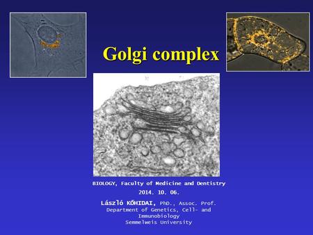 Golgi complex BIOLOGY, Faculty of Medicine and Dentistry 2014. 10. 06. László KŐHIDAI, PhD., Assoc. Prof. Department of Genetics, Cell- and Immunobiology.