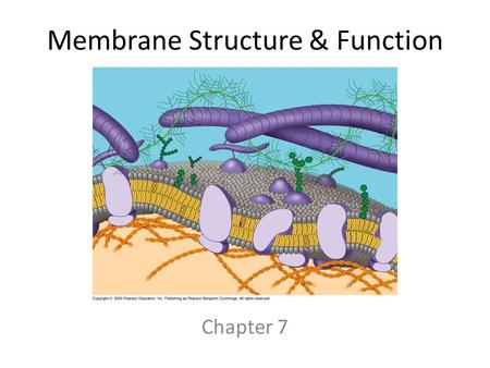 Membrane Structure & Function