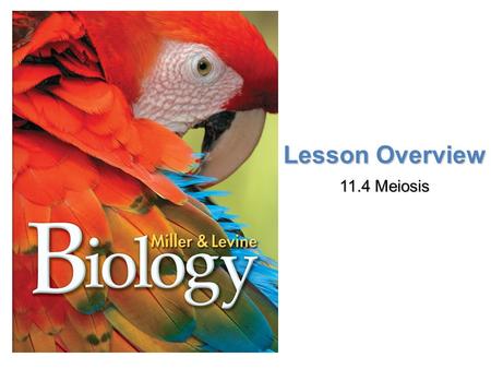 Lesson Overview 11.4 Meiosis.