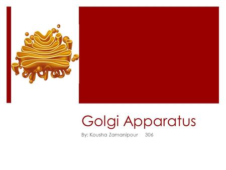 Golgi Apparatus By: Kousha Zamanipour 306. What is The Golgi Apparatus?  The golgi apparatus can also be referred to as “the post office” of the cell.