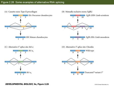 Figure 2.26 Some examples of alternative RNA splicing.