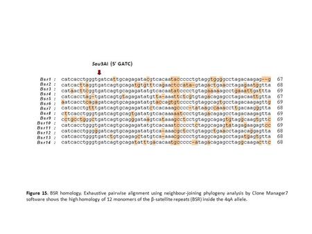 Figure 1S. BSR homology. Exhaustive pairwise alignment using neighbour-joining phylogeny analysis by Clone Manager7 software shows the high homology of.