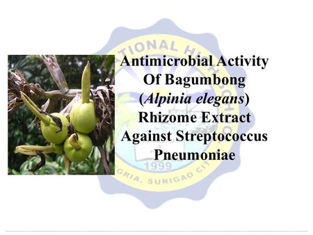 Antimicrobial Activity Of Bagumbong (Alpinia elegans) Rhizome Extract Against Streptococcus Pneumoniae.