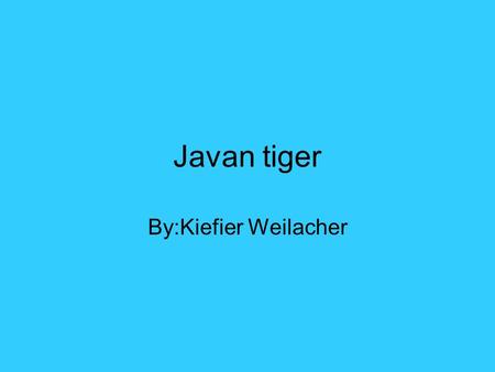 Javan tiger By:Kiefier Weilacher.