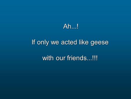 Ah...! Ah...! If only we acted like geese with our friends...!!!