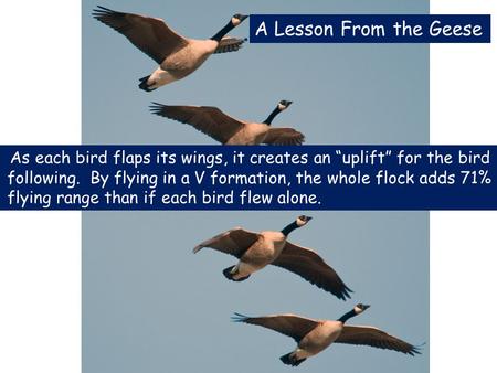 As each bird flaps its wings, it creates an “uplift” for the bird following. By flying in a V formation, the whole flock adds 71% flying range than if.