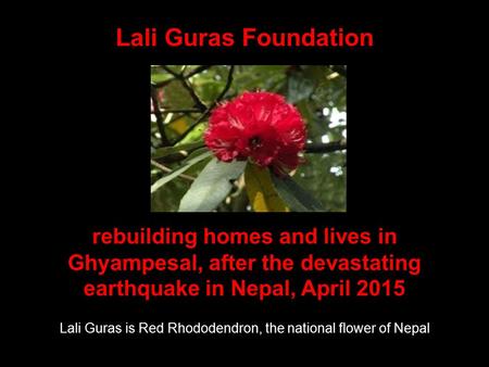 Lali Guras is Red Rhododendron, the national flower of Nepal