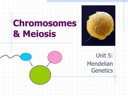 Unit 5: Mendelian Genetics