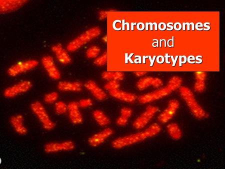 Chromosomes and Karyotypes