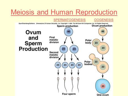 Meiosis and Human Reproduction