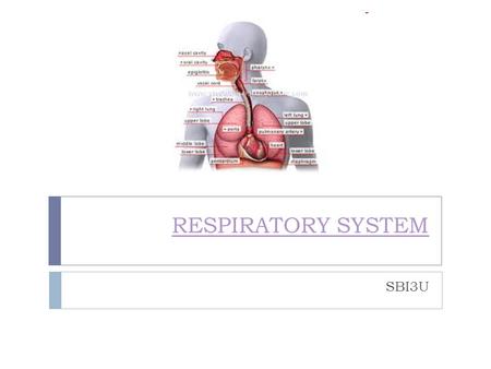 RESPIRATORY SYSTEM SBI3U.