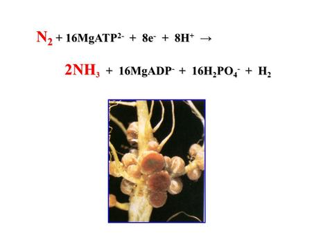 N 2 + 16MgATP 2- + 8e - + 8H + → 2NH 3 + 16MgADP - + 16H 2 PO 4 - + H 2.