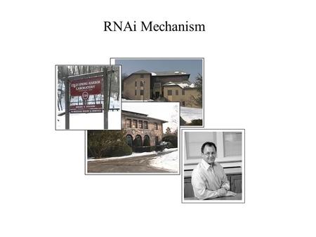 RNAi Mechanism. The Central Dogma DNA (double-stranded) RNA (single-stranded) Protein.