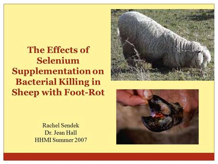 The Effects of Selenium Supplementation on Bacterial Killing in Sheep with Foot-Rot Rachel Sendek Dr. Jean Hall HHMI Summer 2007.