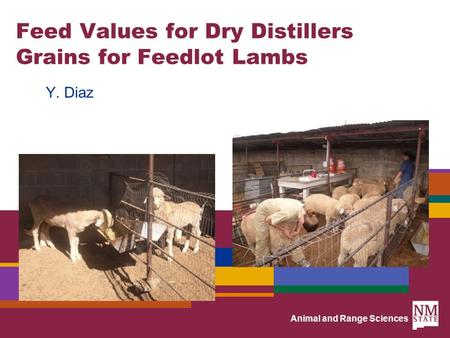 Animal and Range Sciences Feed Values for Dry Distillers Grains for Feedlot Lambs Y. Diaz.