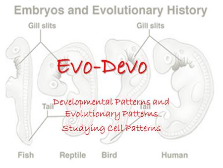 Evo-Devo Developmental Patterns and Evolutionary Patterns