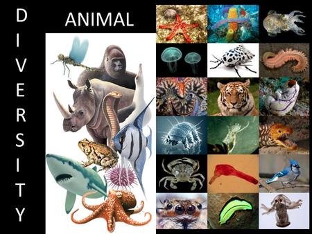 ANIMAL DIVERSITYDIVERSITY. Where are We? What makes an Animal? Eukaryotic Heterotrophic Multicellular Diploid Are motile at some stage of the Life Cycle.