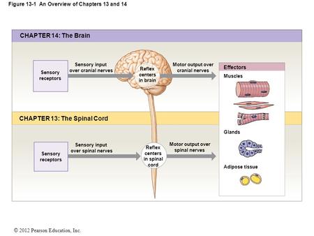 Figure 13-1 An Overview of Chapters 13 and 14