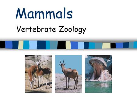 Mammals Vertebrate Zoology What does the typical mammal look like? Small Brown Nocturnal ~4450 species.