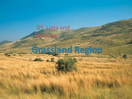 Grass Land Region BY Liela and Brayden. Land forms A healthy crop of barly streches across a field near airdrie,alberta. We have lots of trees and grass.