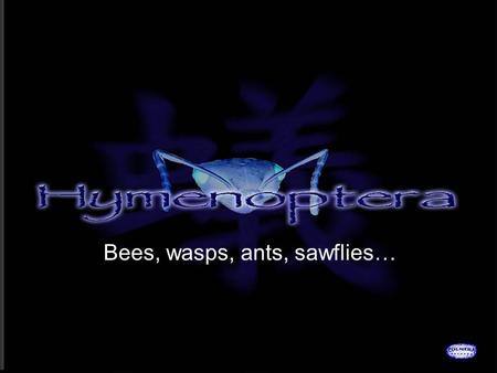 Bees, wasps, ants, sawflies…. HYMENOPTERA Hymen: membrane Ptera: wings Complete Chewing.