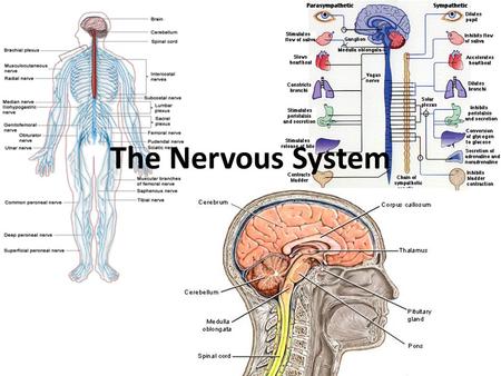 The Nervous System.