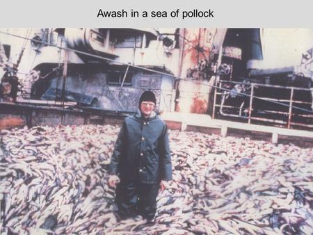 Awash in a sea of pollock. Late 1970s Early 1980s 30 year old graduate student + 20 years = NOAA administrator.