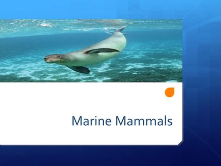 Marine Mammals. Classification: Class Mammalia  Order Pinnepedia  Seals, sea lions, walrus  Order Carnivora  Sea Otter, Polar Bear  Order Sirenia.