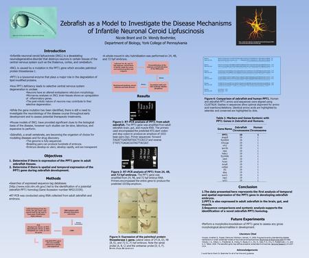 Zebrafish as a Model to Investigate the Disease Mechanisms of Infantile Neuronal Ceroid Lipfuscinosis Nicole Brant and Dr. Wendy Boehmler, Department of.