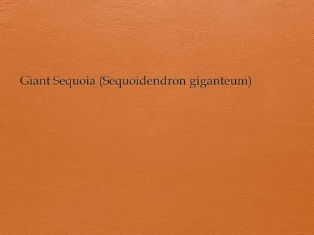 One of three species of Redwood Trees Coast Redwood ( Sequoia sempervirens ) Dawn Redwood ( Metasequoia glyptostroboides )