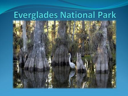 Location Located in Florida, USA. Everglades City 3 rd largest park in USA.