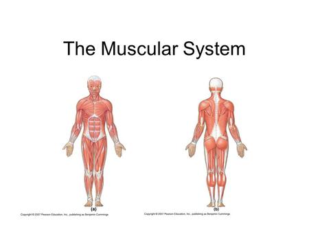 The Muscular System.