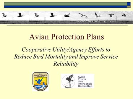 Avian Protection Plans Cooperative Utility/Agency Efforts to Reduce Bird Mortality and Improve Service Reliability.