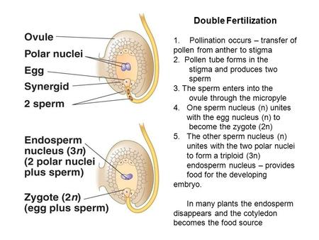 Double Fertilization 1.Pollination occurs – transfer of pollen from anther to stigma 2. Pollen tube forms in the stigma and produces two sperm 3. The sperm.