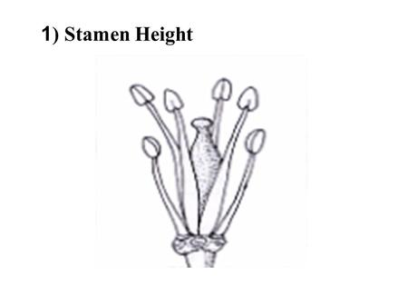 1 ) Stamen Height. 2) Corolla Symmetry 3) Term for Stamen Stalk.