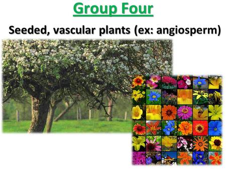 Group Four Seeded, vascular plants (ex: angiosperm)