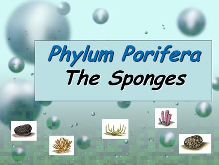 Phylum Porifera The Sponges